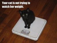 Average Cats