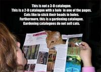 Average Cats