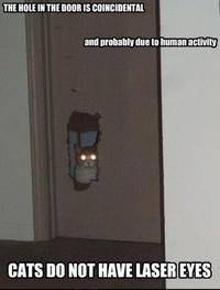 Average Cats
