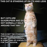 Average Cats