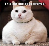 Average Cats