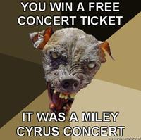 Cynical Dog
