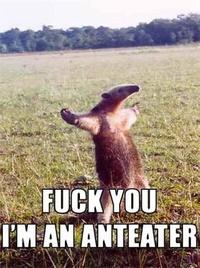 I'm an Anteater!!!