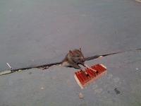 Sad Rat