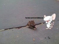 Sad Rat