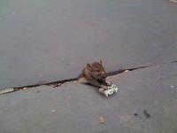 Sad Rat