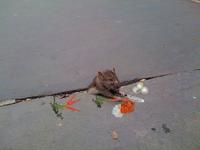 Sad Rat