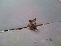 Sad Rat