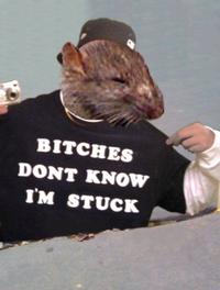 Sad Rat