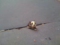 Sad Rat