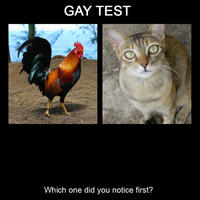 Gay Test