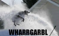 WHARRGARBL / Sprinkler Dog