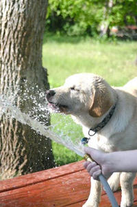 WHARRGARBL / Sprinkler Dog