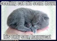 Happy Cat