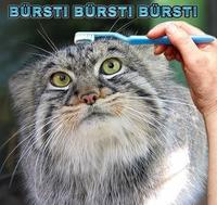 Brushie Brushie Brushie