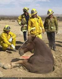 Sewer Horse/Basement Horse