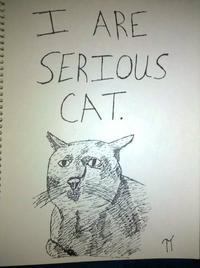 Serious Cat