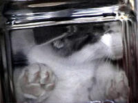 Bonsai Kittens