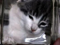 Bonsai Kittens