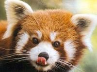 red-panda.jpg