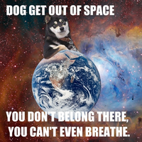 Cool Dog