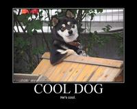 Cool Dog