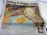 Birthday Dog