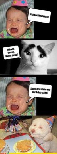 Birthday Dog
