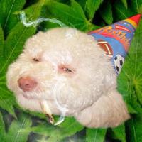 Birthday Dog