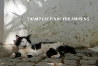 LOLcats