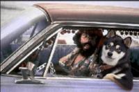 Cool Dog