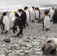 Photobombing