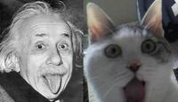 OMG Cat