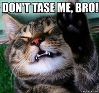 Don't Tase Me Bro