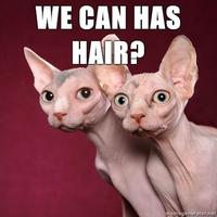 LOLcats