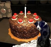 Apathetic-dog-doesnt-care-about-cake-or-its-4022-1276888322-17