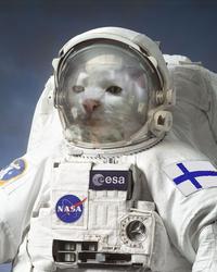 Serious Cat