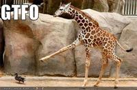 GTFO