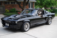 Cool Dog
