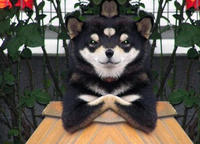 Cool Dog