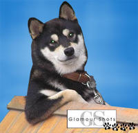 Cool Dog