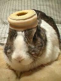 Pancake Bunny