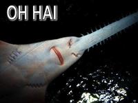 OH HAI