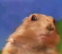 Dramatic Chipmunk / Drama Prairie Dog