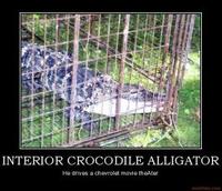 Interior Crocodile Alligator