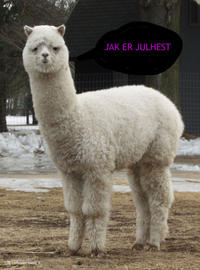 Snel hest