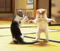 LOLcats