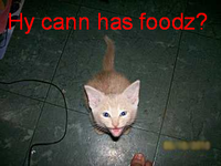LOLcats