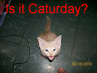 Caturday