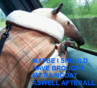 I'm an Anteater!!!